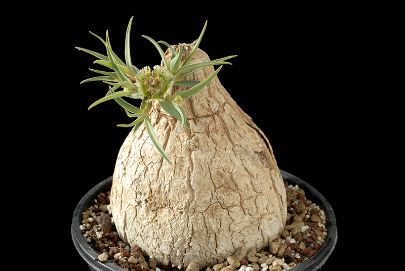 Euphorbia trichadenia H Cm. 10 D. 9 € 37,00.jpg